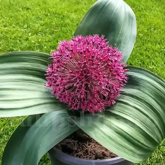 bulbi allium red giant1