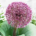 Bulbi Allium Red Giant (Ceapa decorativa)