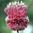 bulbi allium red mohican tulipshop 110x110