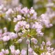 bulbi allium roseum tulipshop