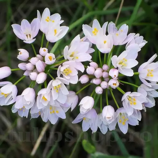 bulbi allium roseum4