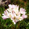 Bulbi Allium Roseum (Ceapa decorativa)