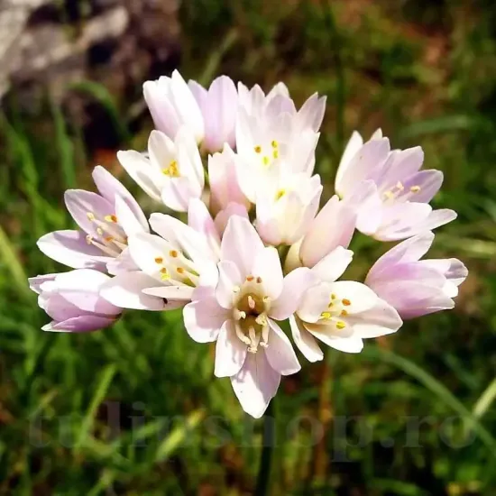 bulbi allium roseum5