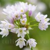 Bulbi Allium Roseum (Ceapa decorativa)
