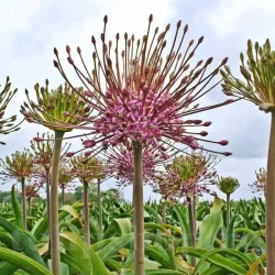 Bulbi Allium Schubertii (Ceapa decorativa)