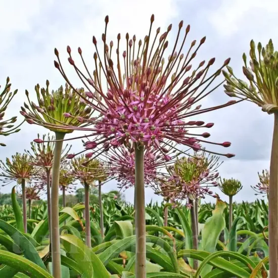 bulbi allium schubertii