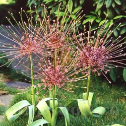 Bulbi Allium Schubertii (Ceapa decorativa) Bulbi Allium Schubertii (Ceapa decorativa)