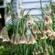 bulbi allium siculum