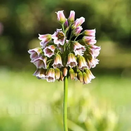 bulbi allium siculum2