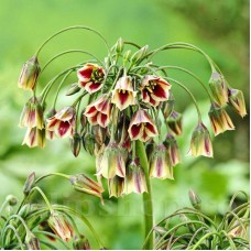 Bulbi Allium Siculum (Ceapa decorativa)