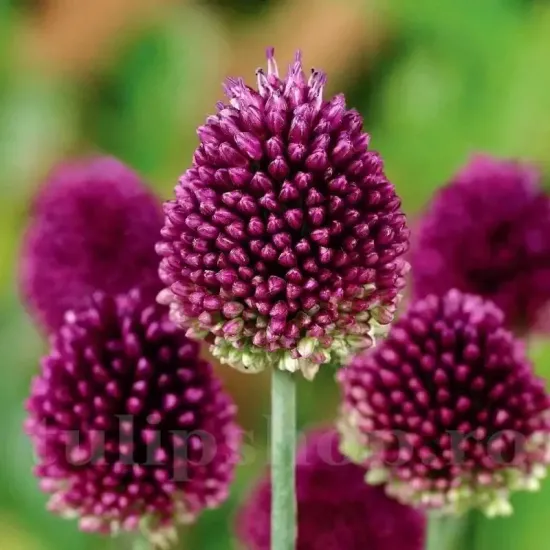 bulbi allium sphaerocephalon