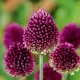 bulbi allium sphaerocephalon tulipshop