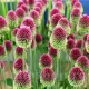 bulbi allium sphaerocephalon3