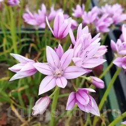 Bulbi Allium Unifolium (Ceapa decorativa)