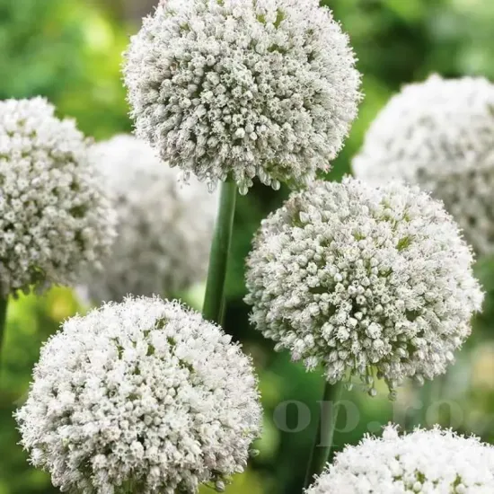bulbi allium white cloud