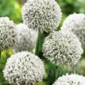 Bulbi Allium White Cloud (Ceapa decorativa)