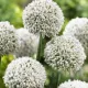 bulbi allium white cloud2