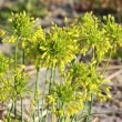 Bulbi Allium Chloranthum Yellow Fantasy (Ceapa decorativa) bulbi allium yellow fantasy plantare toamna amenajare gradina 110x110