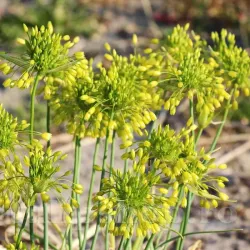 Bulbi Allium Chloranthum Yellow Fantasy (Ceapa decorativa) Bulbi Allium Chloranthum Yellow Fantasy (Ceapa decorativa)