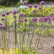 Bulbi Allium Goliath (Ceapa decorativa) bulbi ceapa decorativa allium goliath plantare toamna 110x110