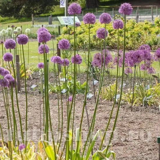 Bulbi Allium Goliath (Ceapa decorativa) bulbi ceapa decorativa allium goliath plantare toamna