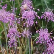 Bulbi Allium Carinatum Pulchellum (Ceapa decorativa) bulbi de toamna allium carinatum pulchellum calitate premium 110x110