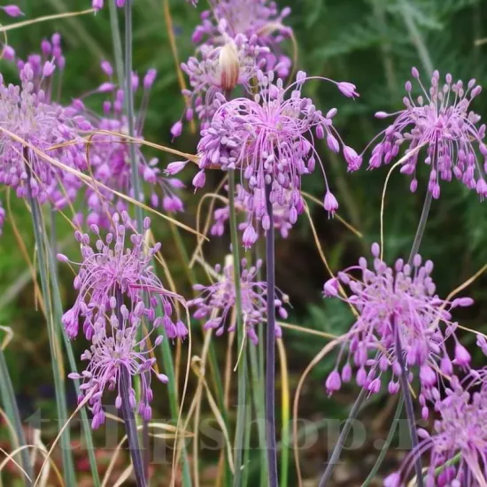 Bulbi Allium Carinatum Pulchellum (Ceapa decorativa) bulbi de toamna allium carinatum pulchellum calitate premium