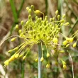 Bulbi Allium Chloranthum Yellow Fantasy (Ceapa decorativa) bulbi de toamna allium chlorantum yellow fantasy calitate premium 110x110