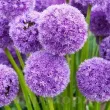 Bulbi Allium His Excellency (Ceapa decorativa) bulbi de toamna allium his excellency soi gigant 110x110