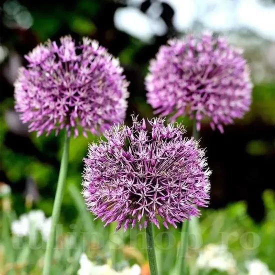 Bulbi Allium Aflatunense (Ceapa decorativa) floare allium aflatunense mov gradina