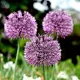 Bulbi Allium Aflatunense (Ceapa decorativa) floare allium aflatunense mov gradina