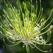 floare allium arctic snow alb gradina 110x110