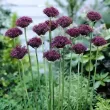 Bulbi Allium Atropurpureum (Ceapa decorativa) floare allium atropurpureum mov inchis 110x110