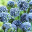 floare allium caeruleum albastru gradina 110x110