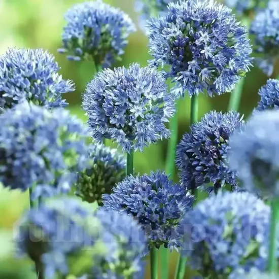 Bulbi Allium Caeruleum (Ceapa decorativa) floare allium caeruleum albastru gradina