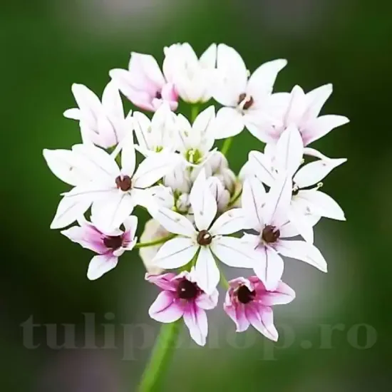Bulbi Allium Cameleon (Ceapa decorativa) floare allium cameleon schimbatoare gradina