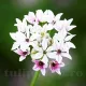 Bulbi Allium Cameleon (Ceapa decorativa) floare allium cameleon schimbatoare gradina