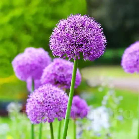 floare allium gladiator mov uriasa