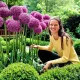 floare allium globemaster mov spectaculoasa