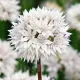 floare allium graceful alb roz delicat