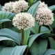 floare allium ivory queen alb crem