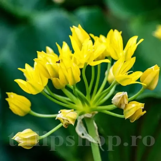 floare allium moly galben auriu