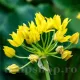 floare allium moly galben auriu