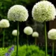 Bulbi Allium Mount Everest floare allium mount everest alb pur