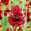 floare allium red mohican creasta bordeaux 110x110