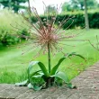 floare allium schubertii artificii mov 110x110