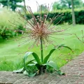 Bulbi Allium Schubertii (Ceapa decorativa)