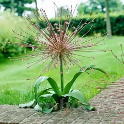 Bulbi Allium Schubertii (Ceapa decorativa)