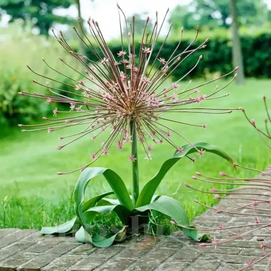 floare allium schubertii artificii mov