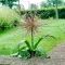 Bulbi Allium Schubertii (Ceapa decorativa)